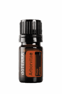 Arborvitae